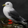 Medication first? FSH level as predictor of Micro-TESE success? - last post by kittiwakes